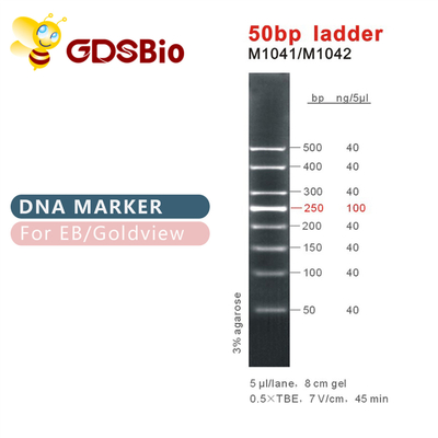 marcador M1041 do ADN da escada 50bp (50μg) /M1042 (50μg×5)
