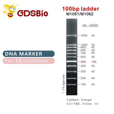 marcador M1061 do ADN da escada 100bp (50μg) /M1062 (50μg×5)
