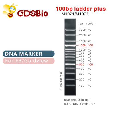 escada 100bp mais o marcador M1071 do ADN (50μg) /M1072 (50μg×5)