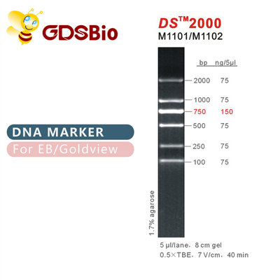 Escada 2000 do marcador do ADN do DS M1101 (50μg) /M1012 (50μg×5)