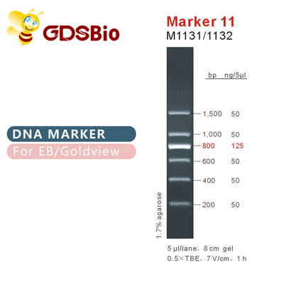Escada M1131 do ADN do marcador 11 (50μg) /M1132 (5×50μg)