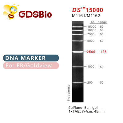 Escada M1161 do marcador do ADN DS15000 (50μg) /M1162 (5×50μg)