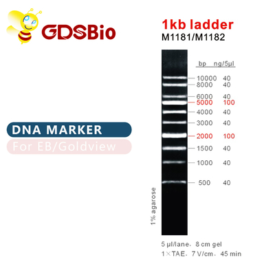 1kb eletroforese do gel da escada do marcador do ADN da escada 1000bp