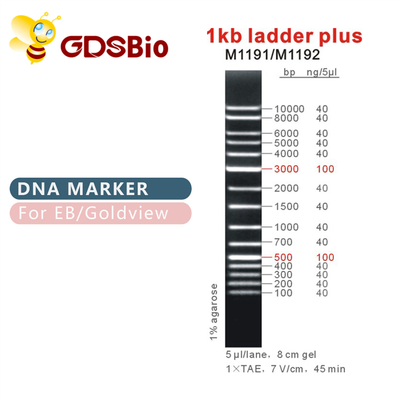 escada 1kb mais o marcador M1191 do ADN 1000bp (50μg) /M1192 (5×50μg)
