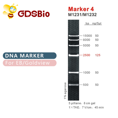 Escada M1231 do ADN do marcador 4 (50μg) /M1232 (5×50μg)