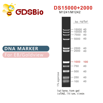Escada M1241 do marcador do ADN do DS 15000+2000 (50μg) /M1242 (5×50μg)