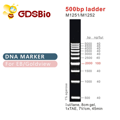 marcador M1251 do ADN da escada 500bp (50μg) /M1252 (5×50μg)
