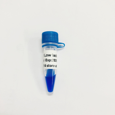 Marcador LM1031 do ADN da escada do LD baixo (60 preparações) /LM1032 (60 preps×3)