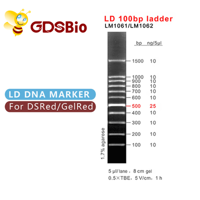 preparações do marcador 60 do ADN da eletroforese do gel da escada 100bp