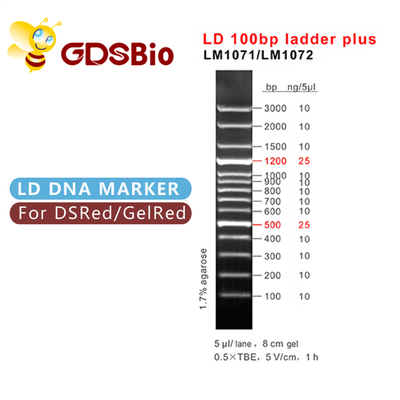 60 escada do LD 100bp das preparações mais a eletroforese do marcador do ADN