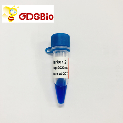 Marcador 2 do LD eletroforese GDSBio do marcador do ADN de 60 preparações