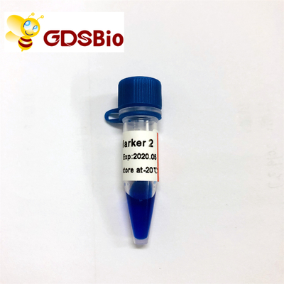 Marcador 2 do LD eletroforese GDSBio do marcador do ADN de 60 preparações