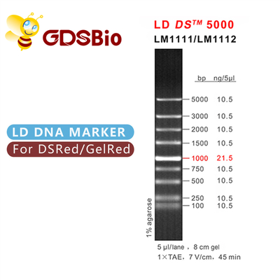 Aparência azul da eletroforese do marcador do ADN de GDSBio LD DS 5000