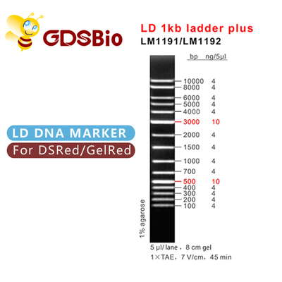 eletroforese do marcador do ADN 1000bp, eletroforese do gel 1 escada do ADN do Kb
