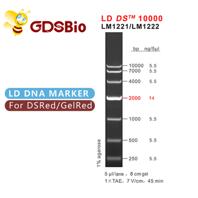 reagentes da pureza alta da eletroforese da escada do ADN de 10000bp 10kb