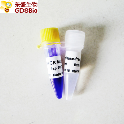 amortecedor azul da mistura P2011 1ml GDSBio da reação do PCR de 2x Taq