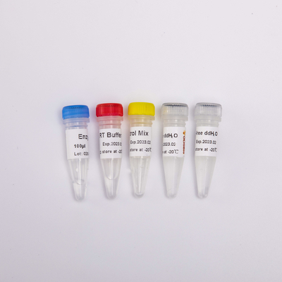 A mistura do PCR do RT para QPCR Premixed os reagentes reversos R1031 do PCR de Transcriptase