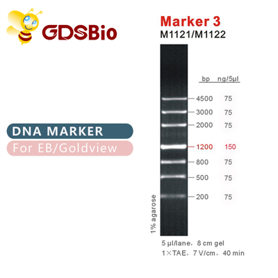 Aparência azul da eletroforese do gel do marcador do ADN do marcador 3 de GDSBio