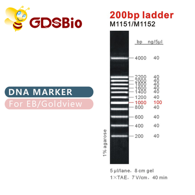 Escada clássica GDSBio da eletroforese 500bp do marcador do ADN