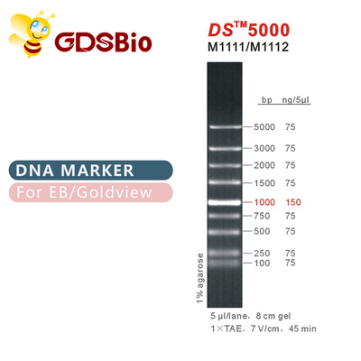 marcador da eletroforese do ADN de 1000bp DS 5000, escada do ADN para o gel do RNA