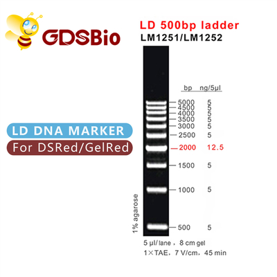 eletroforese do gel da escada do ADN de 500bp LD 60 preparações