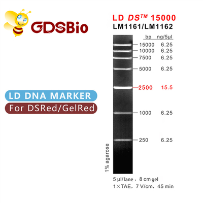Eletroforese do marcador do ADN do LD DS 15000bp 15kb 50 preparações